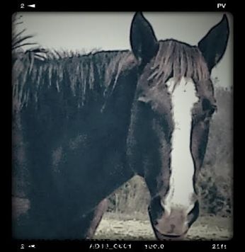 MISSING EQUINE Nessee, Near Columbia, TN, 38401